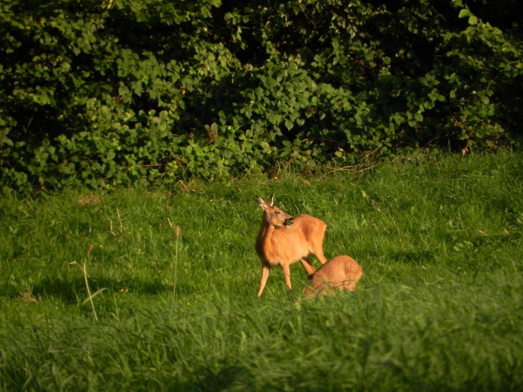 Du Cote De Chez Jeanne, Suite Verviers Bagian luar foto